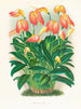 Masdevallia est fougueux - Jean Jules Linden — artwork view