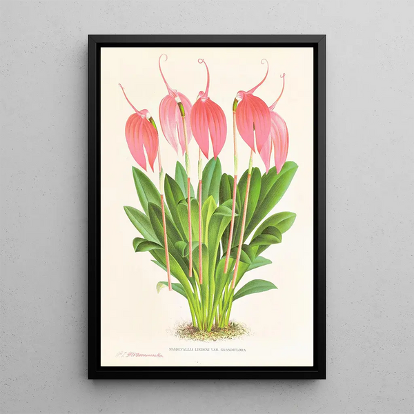 Masdevallia lindeni var grandiflora - Jean Jules Linden — framed artwork on a wall