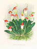 Masdevallia reichenbachiana - Jean Jules Linden — artwork view