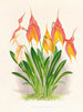 Masdevallia veitchiana - Jean Jules Linden — artwork view