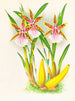 Miltonia blunti - Jean Jules Linden — artwork view