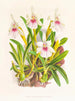 Miltonia painting is spectacular - Jean Jules Linden — artwork view