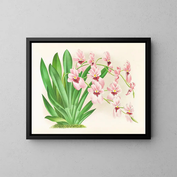 Miltonia vexillaria - Jean Jules Linden — framed artwork on a wall
