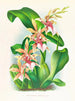 Odontoglossum hastilabium - Jean Jules Linden — artwork view
