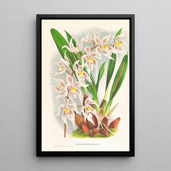 Odontoglossum Ruckerianum - Jean Jules Linden — framed artwork on a wall