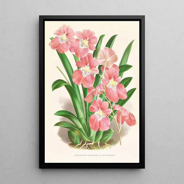 Odontoglossum Vexillarium - Jean Jules Linden — framed artwork on a wall