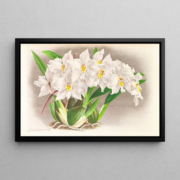 Odontoglossum alexandrae - Jean Jules Linden — framed artwork on a wall