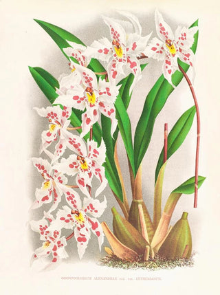 Jean Jules Linden - Odontoglossum alexandrae var cutsemianum.webp