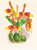 Odontoglossum grande - Jean Jules Linden — artwork view