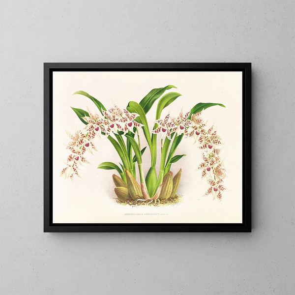 Odontoglossum lucianianum - Jean Jules Linden — framed artwork on a wall