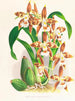 Odontoglossum luteopurpureum - Jean Jules Linden — artwork view