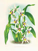 Odontoglossum maxillare - Jean Jules Linden — artwork view