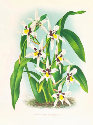 Jean Jules Linden - Odontoglossum maxillare.webp