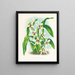 Odontoglossum maxillare - Jean Jules Linden — framed artwork on a wall