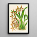 Odontoglossum nevadense - Jean Jules Linden — framed artwork on a wall