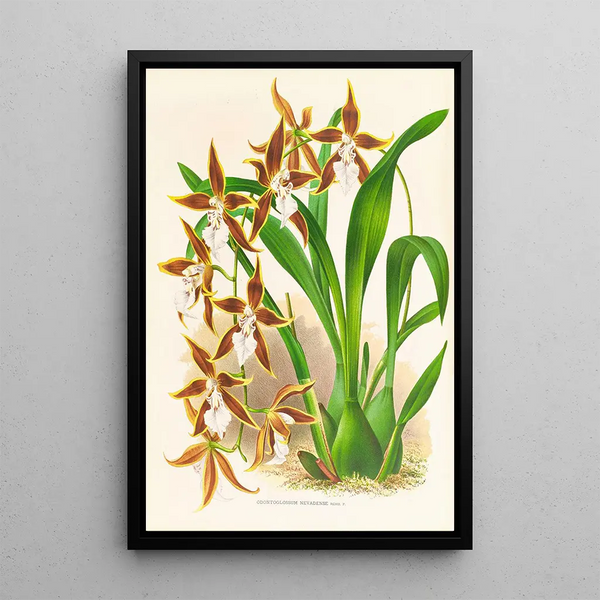 Odontoglossum nevadense - Jean Jules Linden — framed artwork on a wall