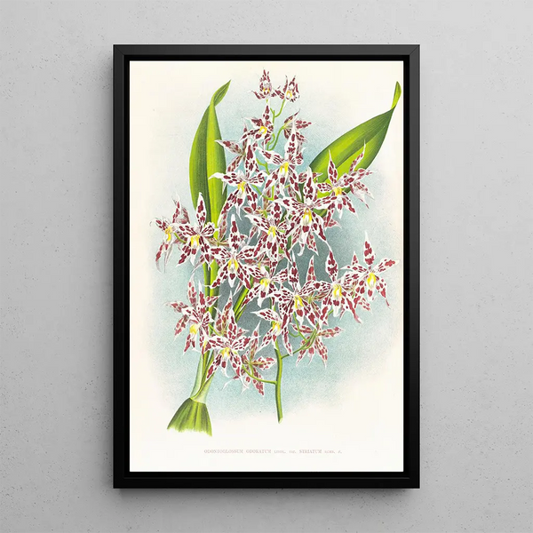 Odontoglossum odoratum var striatum - Jean Jules Linden — framed artwork on a wall