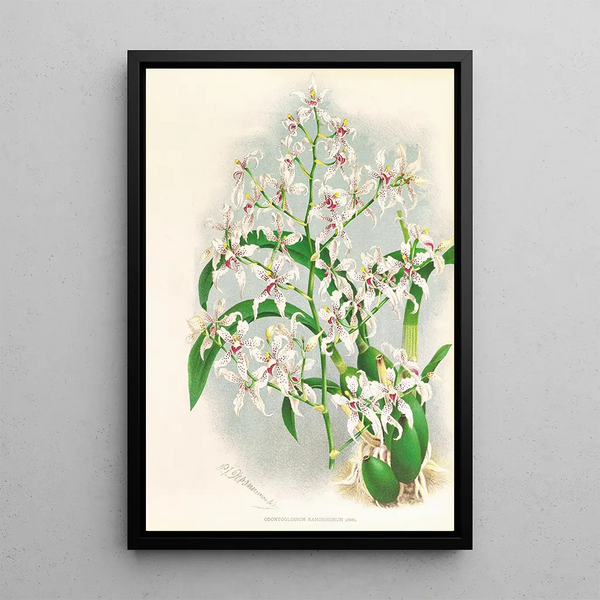 Odontoglossum ramosissimum - Jean Jules Linden — framed artwork on a wall