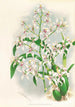 Odontoglossum ramosissimum - Jean Jules Linden — artwork view