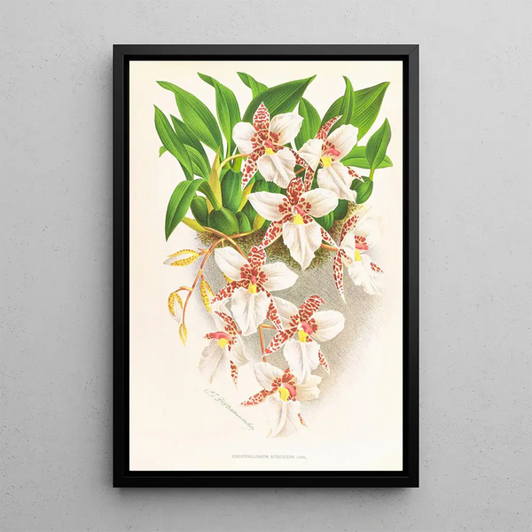 Odontoglossum rubescens - Jean Jules Linden — framed artwork on a wall