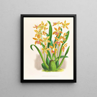 Jean Jules Linden - Odontoglossum schillerianum.webp