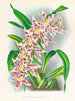 Odontoglossum schlesingerianum - Jean Jules Linden — artwork view