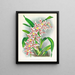 Odontoglossum schlesingerianum - Jean Jules Linden — framed artwork on a wall