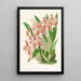 Odontoglossum wilckeanum albens - Jean Jules Linden — framed artwork on a wall