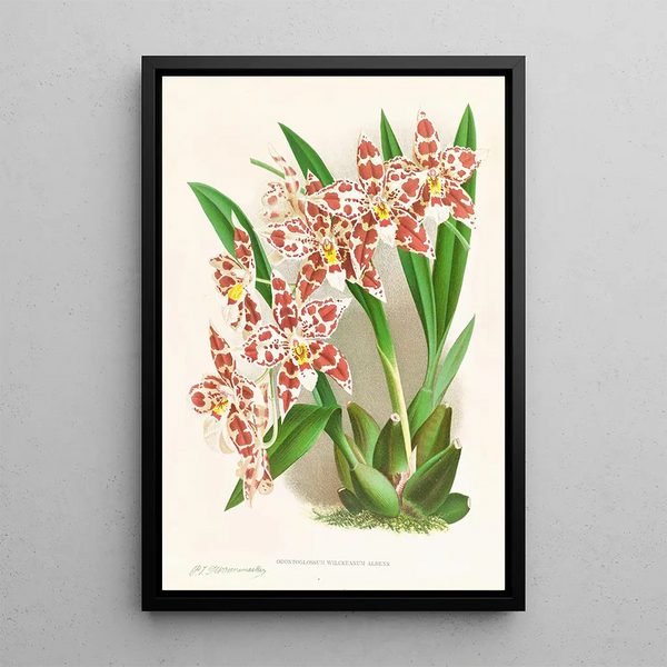 Odontoglossum wilckeanum albens - Jean Jules Linden — framed artwork on a wall