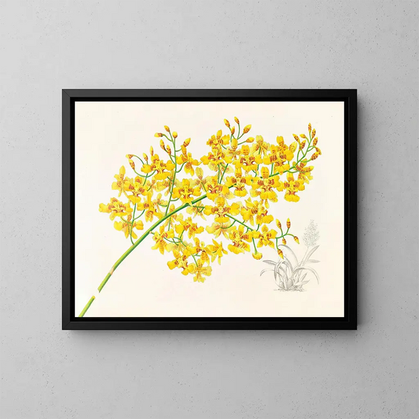 Oncidium aurosum - Jean Jules Linden — framed artwork on a wall