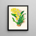 Oncidium concolor - Jean Jules Linden — framed artwork on a wall