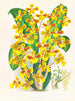 Oncidium Sarcodes - Jean Jules Linden — artwork view