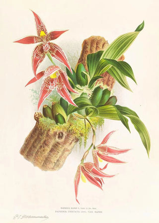Jean Jules Linden - Paphinia Randi Paphinia Cristata.webp