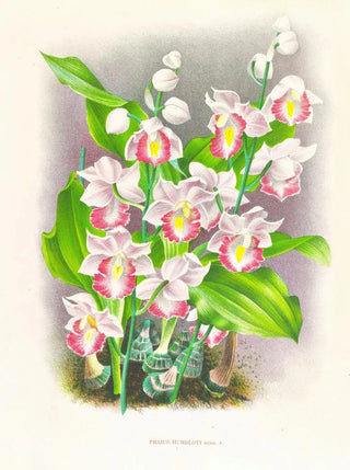 Jean Jules Linden - Phaius humbloti.webp