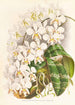 Phalaenopsis Stuartiana - Jean Jules Linden — artwork view