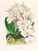 Beautiful Phalaenopsis - Jean Jules Linden — artwork view