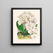 Beautiful Phalaenopsis - Jean Jules Linden — framed artwork on a wall