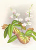 Phalaenopsis esmeralda var candidula - Jean Jules Linden — artwork view