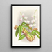Phalaenopsis esmeralda var candidula - Jean Jules Linden — framed artwork on a wall