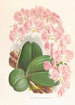 Phalaenopsis sanderiana - Jean Jules Linden — artwork view