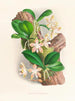 Phalaenopsis sumatrana - Jean Jules Linden — artwork view