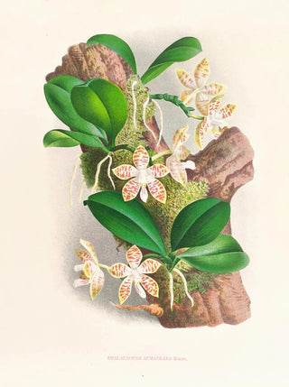 Jean Jules Linden - Phalaenopsis sumatrana.webp