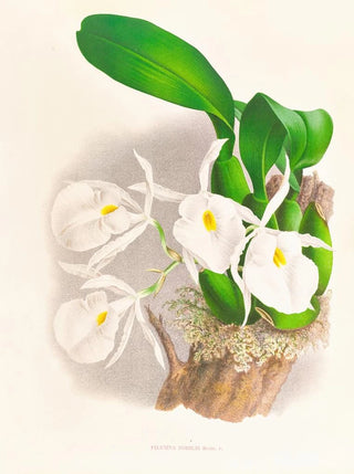 Jean Jules Linden - Pilumna nobilis.webp