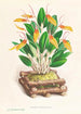Restrepia antennifera - Jean Jules Linden — artwork view