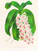 Saccolabium géant var. illustre - Jean Jules Linden — artwork view