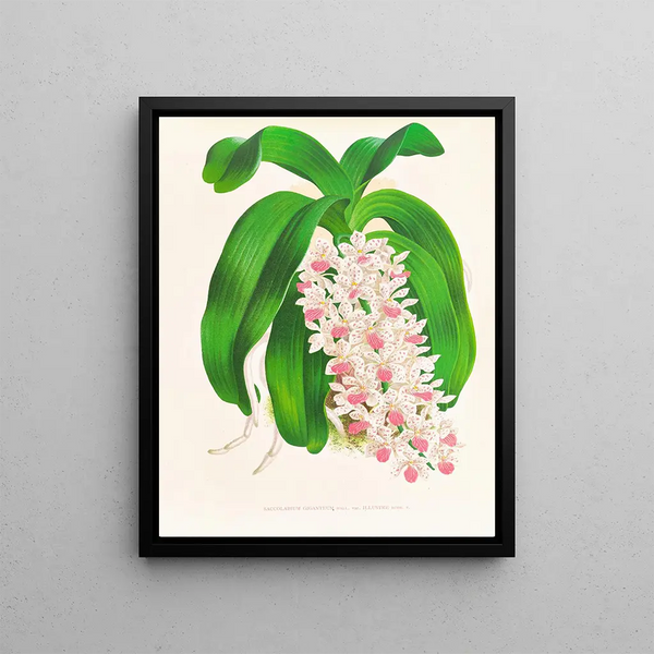Saccolabium géant var. illustre - Jean Jules Linden — framed artwork on a wall