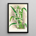 Selenipedium Reticulatum - Jean Jules Linden — framed artwork on a wall