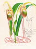Sélénipédium caudé - Jean Jules Linden — artwork view