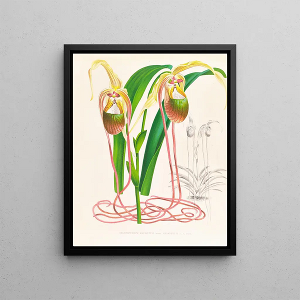 Sélénipédium caudé - Jean Jules Linden — framed artwork on a wall