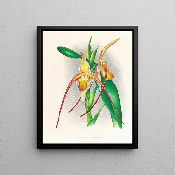 Selenipedium grande - Jean Jules Linden — framed artwork on a wall